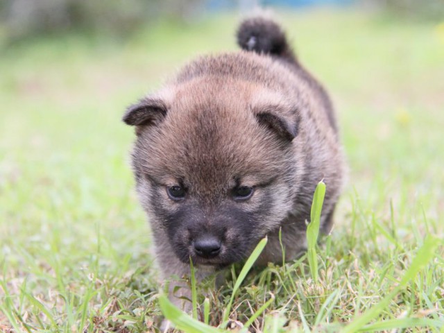 IMG_8758-shibainu-koinu IMG_8758-shibainu-koinu