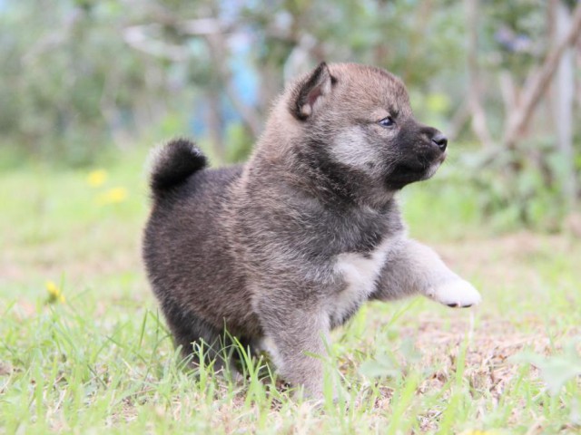 IMG_8789-shibainu-koinu IMG_8789-shibainu-koinu