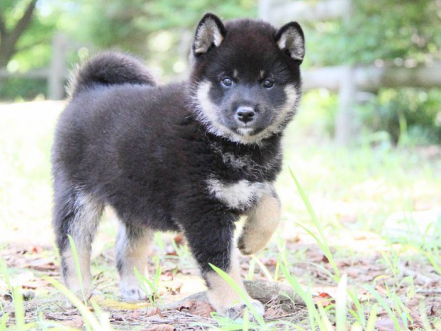 IMG_8871-shibainu-koinu IMG_8871-shibainu-koinu