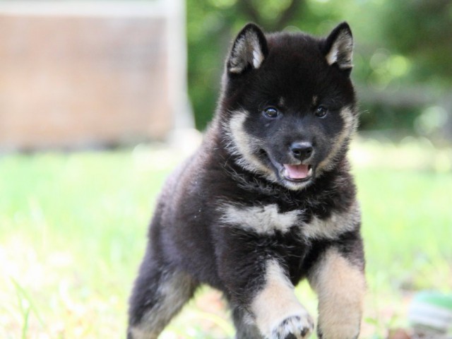 IMG_8885-shibainu-koinu IMG_8885-shibainu-koinu