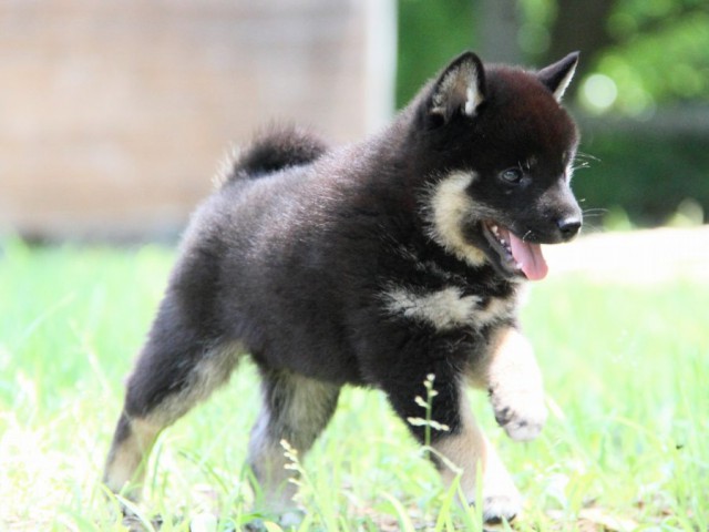 IMG_8936-shibainu-koinu IMG_8936-shibainu-koinu