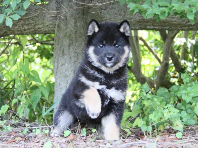 IMG_8950-shibainu-koinu IMG_8950-shibainu-koinu