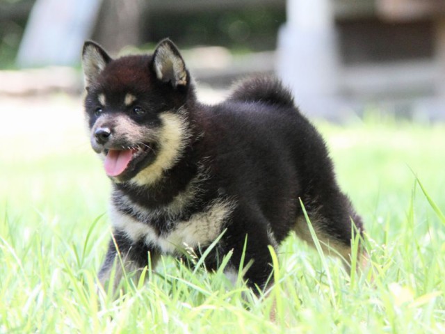 IMG_9051-shibainu-koinu IMG_9051-shibainu-koinu