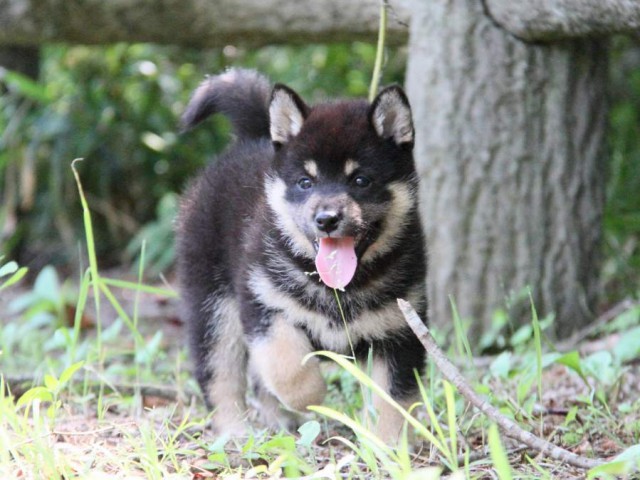 IMG_9119-shibainu-koinu IMG_9119-shibainu-koinu