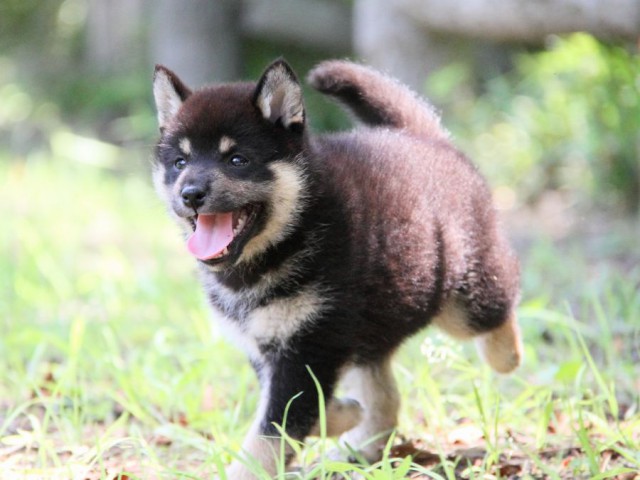 IMG_9126-shibainu-koinu IMG_9126-shibainu-koinu
