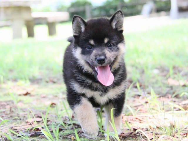 IMG_9137-shibainu-koinu IMG_9137-shibainu-koinu