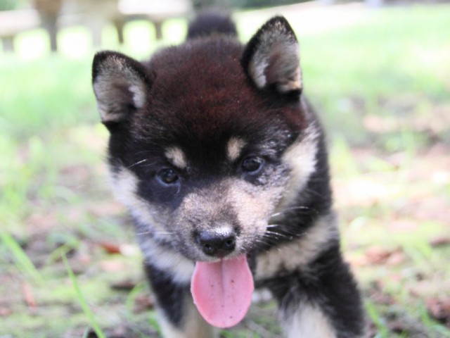 IMG_9140-shibainu-koinu IMG_9140-shibainu-koinu