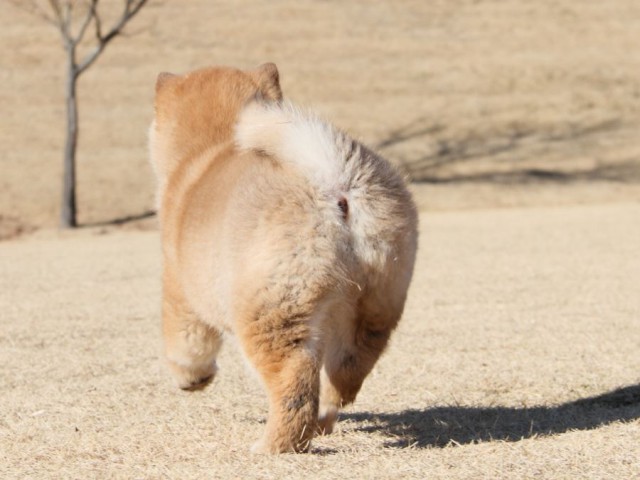 IMG_9167-shibainu-koinu IMG_9167-shibainu-koinu