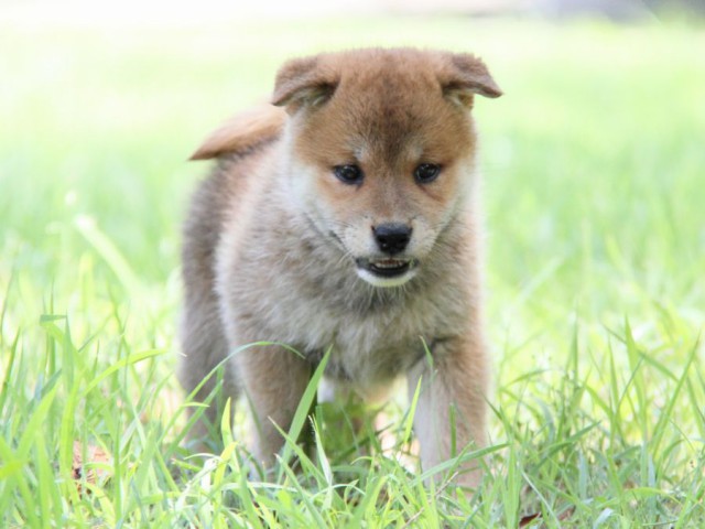 IMG_9192-shibainu-koinu IMG_9192-shibainu-koinu