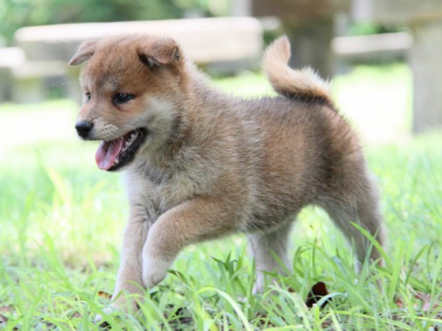IMG_9251-shibainu-koinu IMG_9251-shibainu-koinu