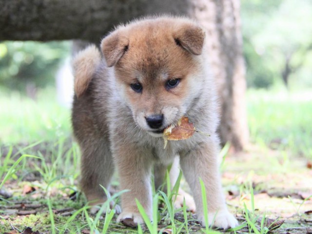 IMG_9331-shibainu-koinu IMG_9331-shibainu-koinu
