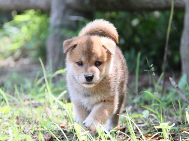 IMG_9401-shibainu-koinu IMG_9401-shibainu-koinu
