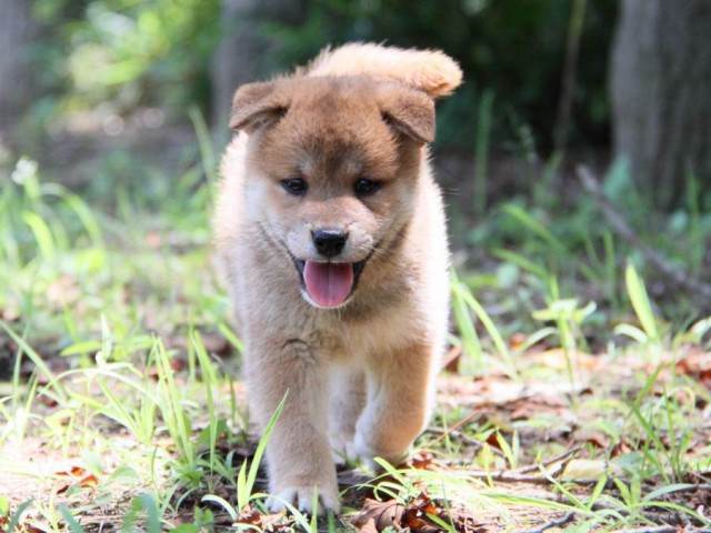 IMG_9409-shibainu-koinu IMG_9409-shibainu-koinu