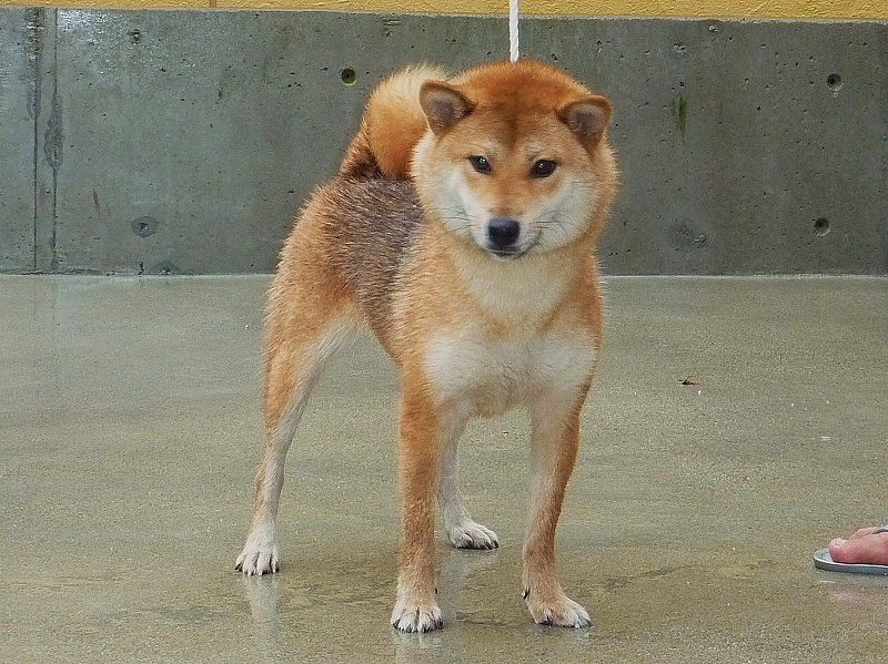 ryuhime