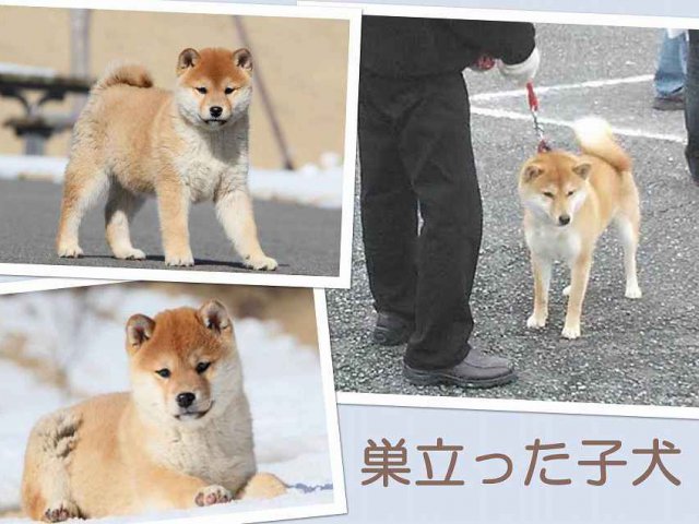 sudati1789-puppy sudati1789-puppy