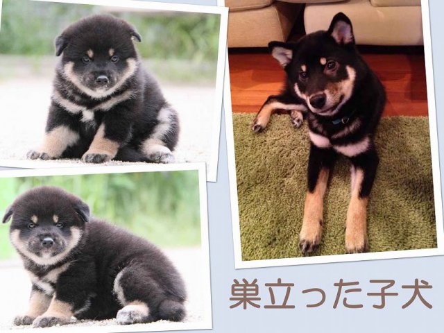 sudati2011-puppy sudati2011-puppy