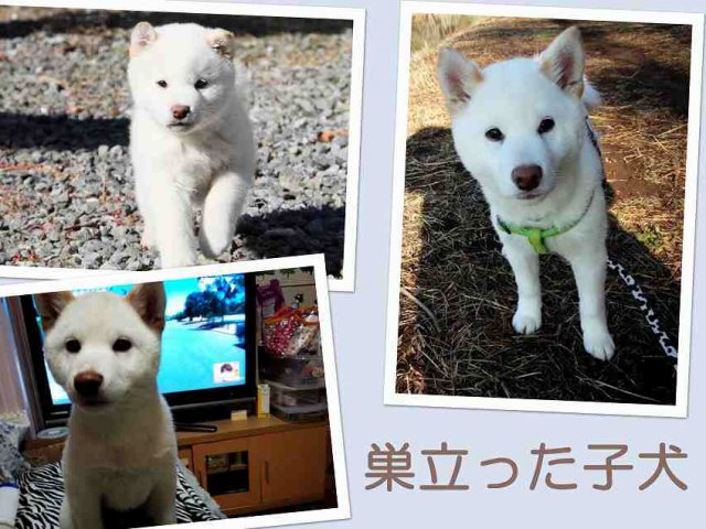 sudati2113-puppy sudati2113-puppy