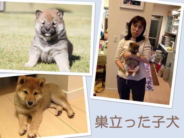 sudati2136-puppy sudati2136-puppy