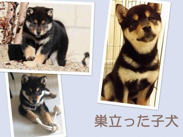 sudati2164-puppy sudati2164-puppy