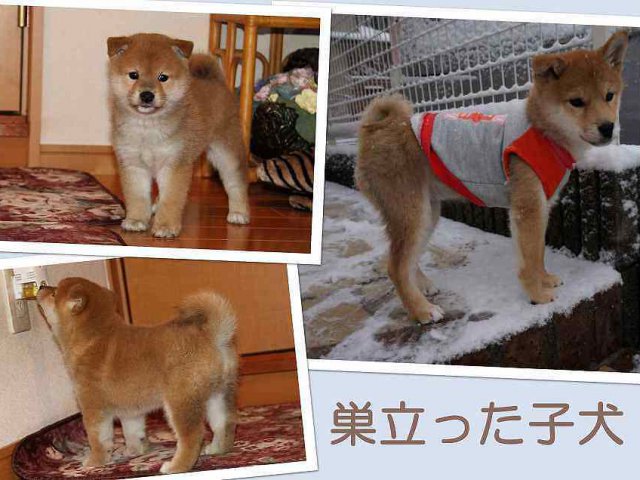 sudati2166-puppy-puppy sudati2166-puppy-puppy