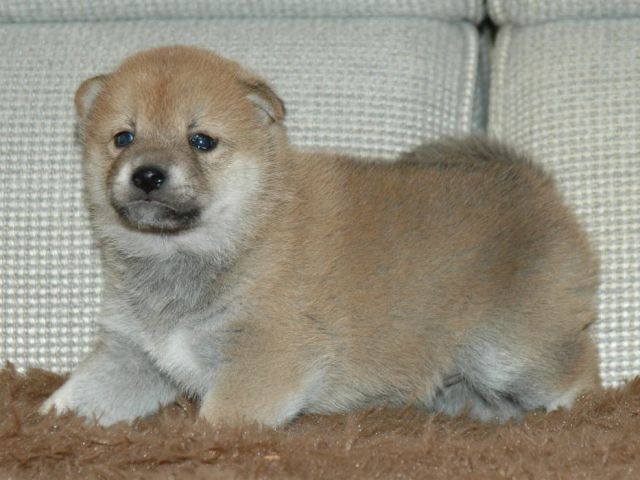 秋風×つくし 026-shiba-puppy 秋風×つくし 026-shiba-puppy