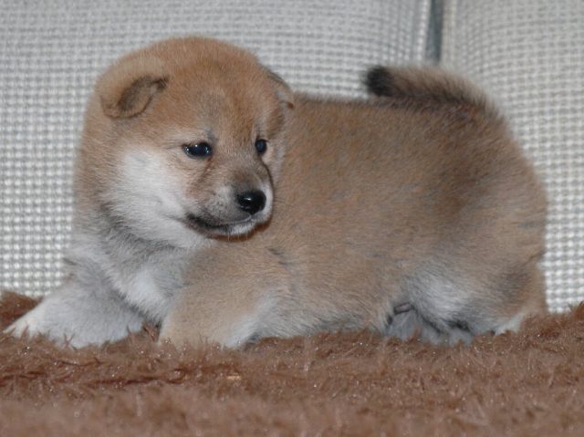 秋風×つくし 027-shiba-puppy 秋風×つくし 027-shiba-puppy