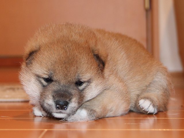 IMG_5315-shiba-puppy IMG_5315-shiba-puppy