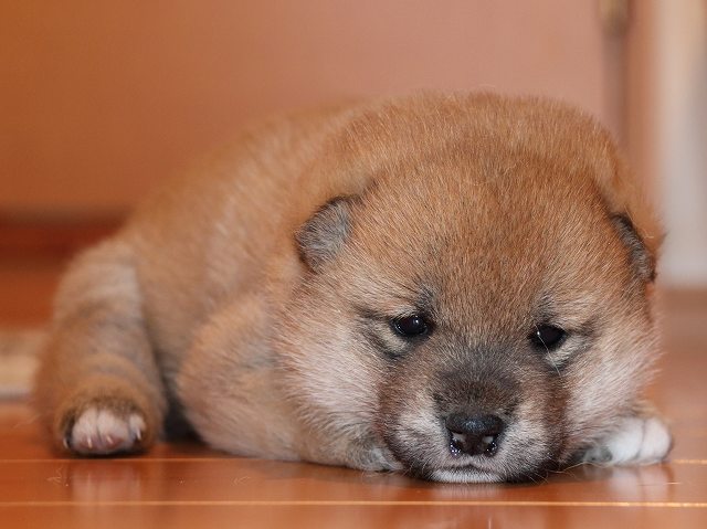 IMG_5319-shiba-puppy IMG_5319-shiba-puppy