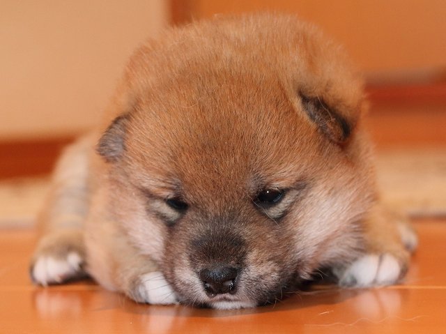IMG_5322-shiba-puppy IMG_5322-shiba-puppy