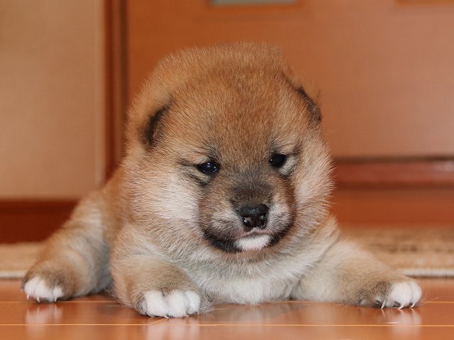 IMG_5324-shiba-puppy IMG_5324-shiba-puppy
