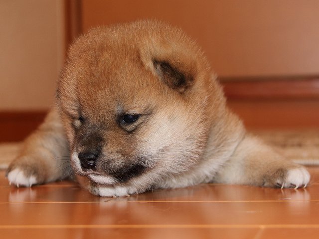 IMG_5325-shiba-puppy IMG_5325-shiba-puppy