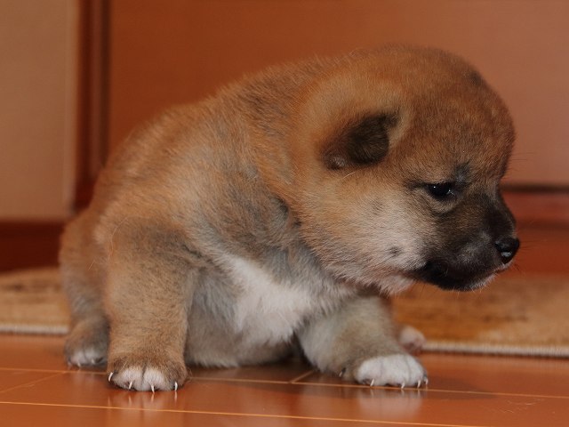 IMG_5330-shiba-puppy IMG_5330-shiba-puppy