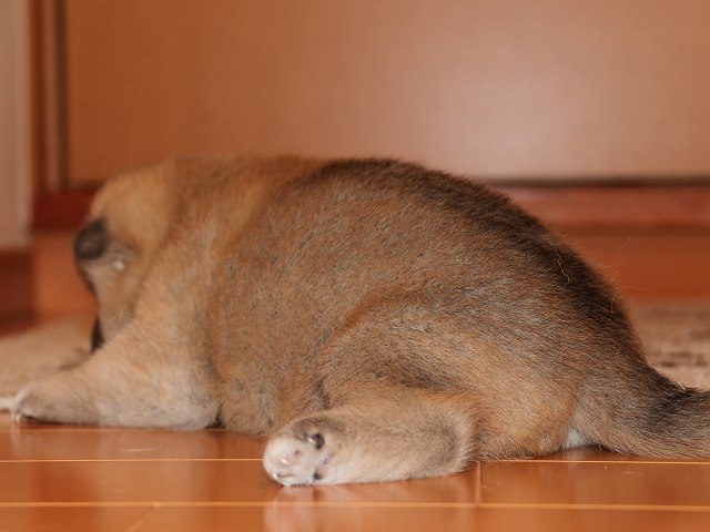 IMG_5334-shiba-puppy IMG_5334-shiba-puppy