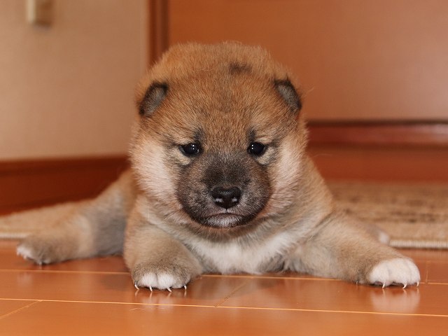 IMG_5335-shiba-puppy IMG_5335-shiba-puppy