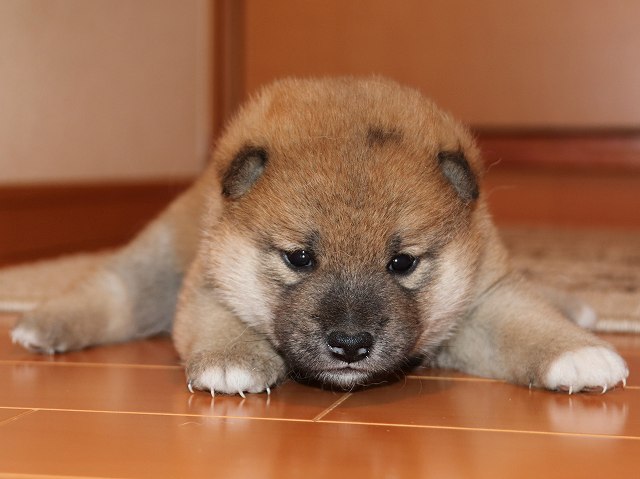IMG_5336-shiba-puppy IMG_5336-shiba-puppy