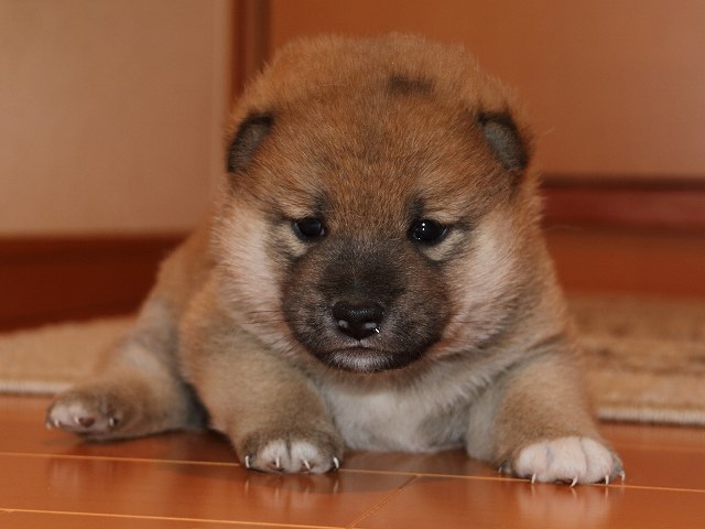 IMG_5337-shiba-puppy IMG_5337-shiba-puppy