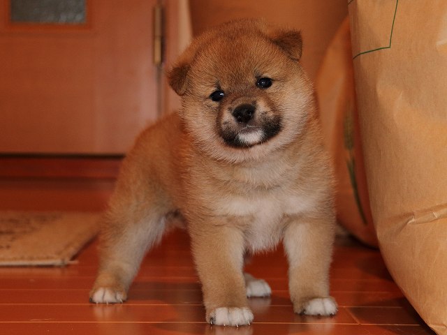 IMG_5415-shiba-puppy IMG_5415-shiba-puppy