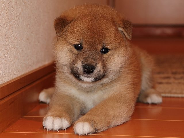 IMG_5434-shiba-puppy IMG_5434-shiba-puppy