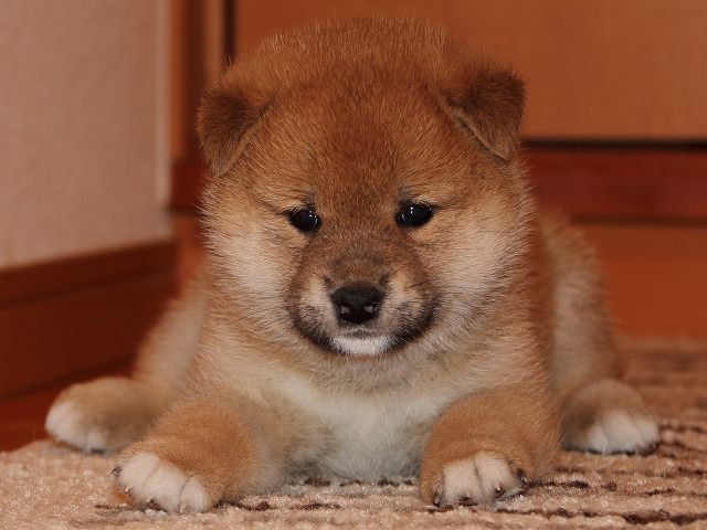 IMG_5438-shiba-puppy IMG_5438-shiba-puppy