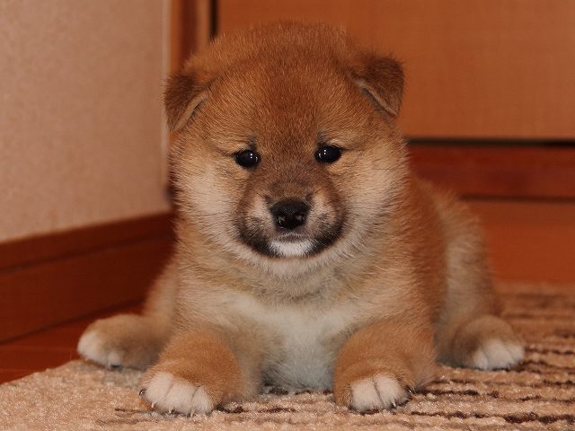 IMG_5444-shiba-puppy IMG_5444-shiba-puppy