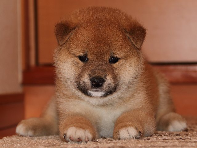 IMG_5448-shiba-puppy IMG_5448-shiba-puppy