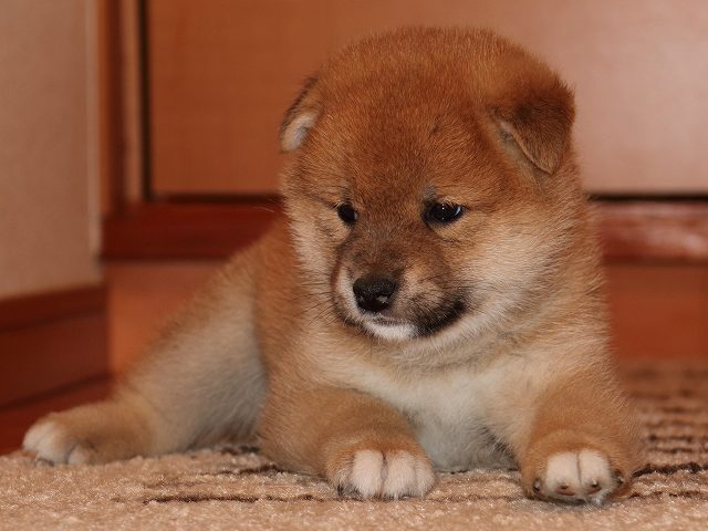 IMG_5454-shiba-puppy IMG_5454-shiba-puppy