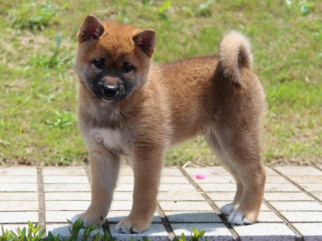 IMG_5543-shiba-puppy IMG_5543-shiba-puppy