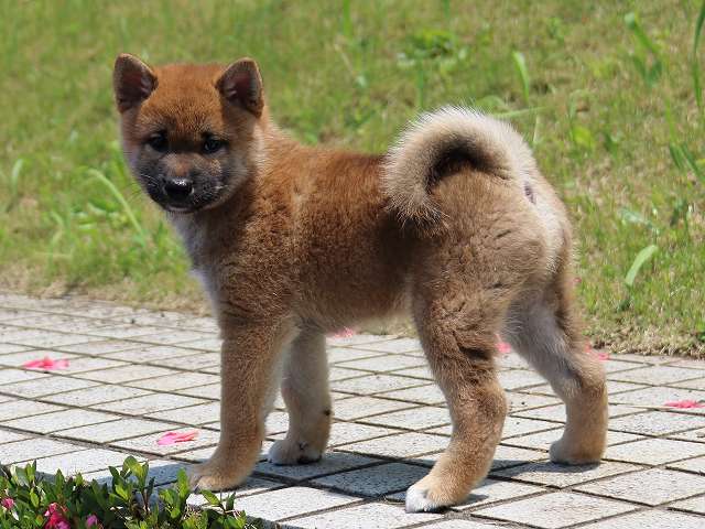 IMG_5565-shiba-puppy IMG_5565-shiba-puppy