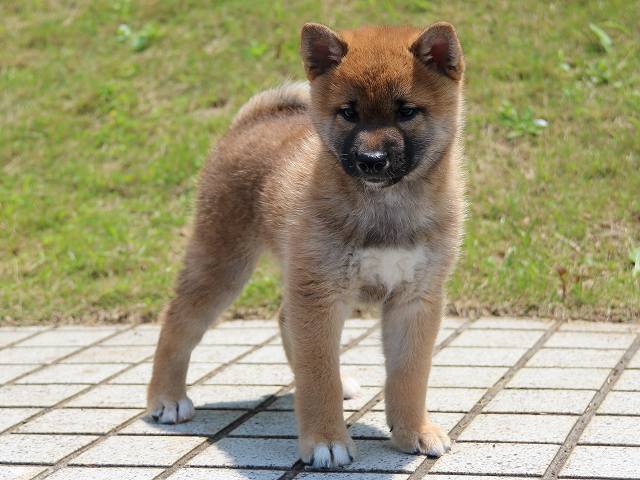 IMG_5571-shiba-puppy IMG_5571-shiba-puppy