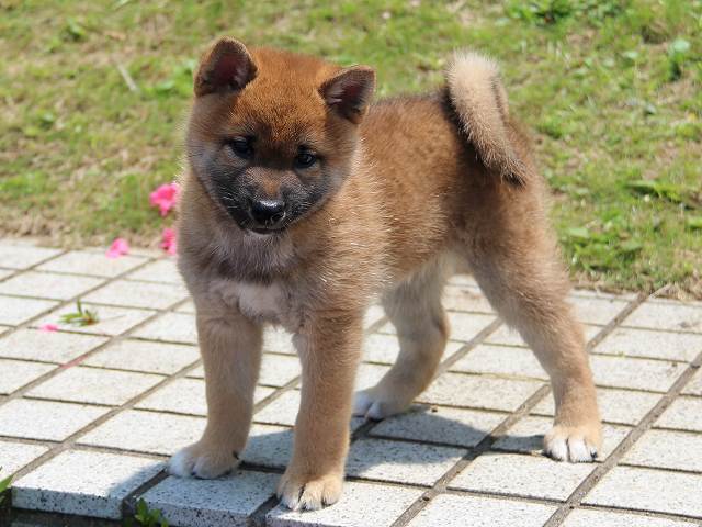 IMG_5590-shiba-puppy IMG_5590-shiba-puppy