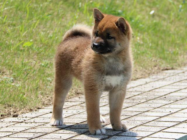 IMG_5621-shiba-puppy IMG_5621-shiba-puppy