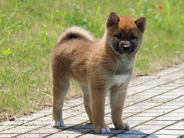 IMG_5624-shiba-puppy IMG_5624-shiba-puppy
