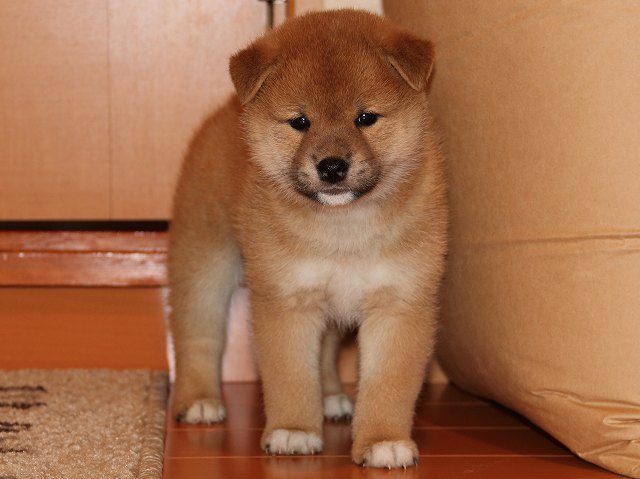 IMG_5652-shiba-puppy IMG_5652-shiba-puppy