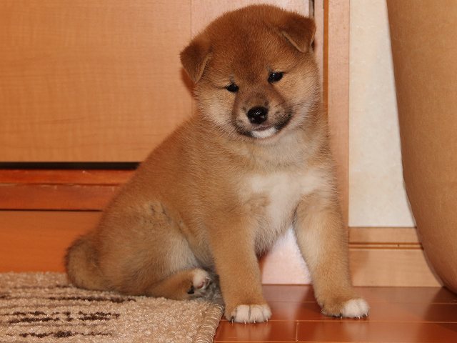 IMG_5658-shiba-puppy IMG_5658-shiba-puppy